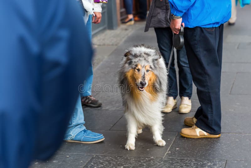 People with a collie dog