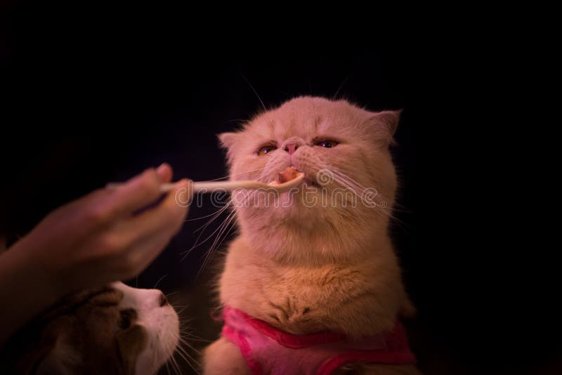 People are feeding cats stock photo. Image of eyes, tabby 69005854