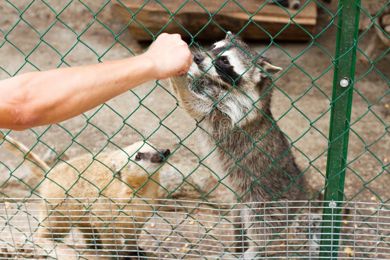 Raccoon Feeding. a Raccoon Takes Food from a Child`s Mittens Stock