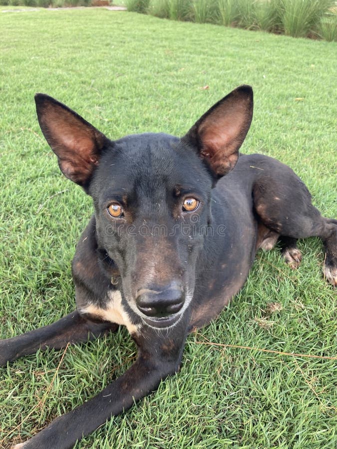 Peoplefriendly stray dogs stock image. Image of dogs 274284331