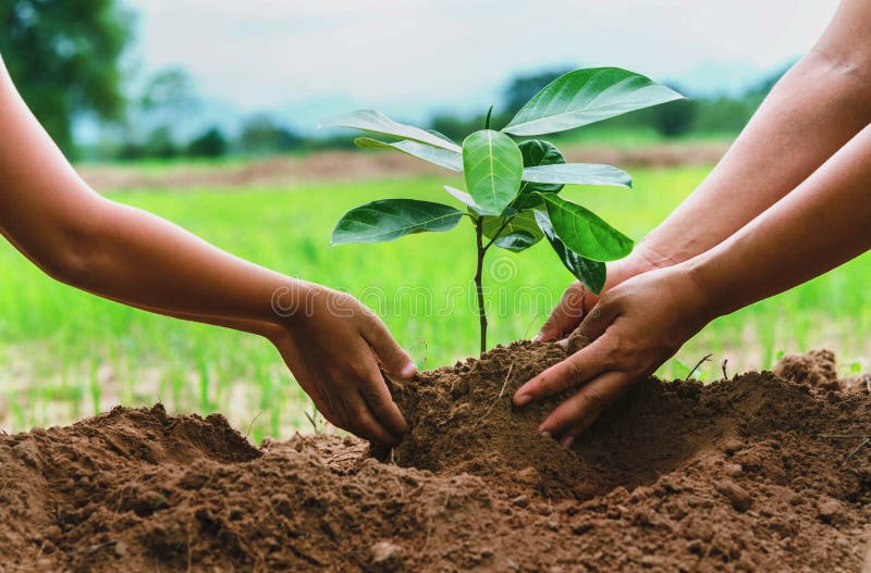 people hand helping plant the tree working together in farm concept save world