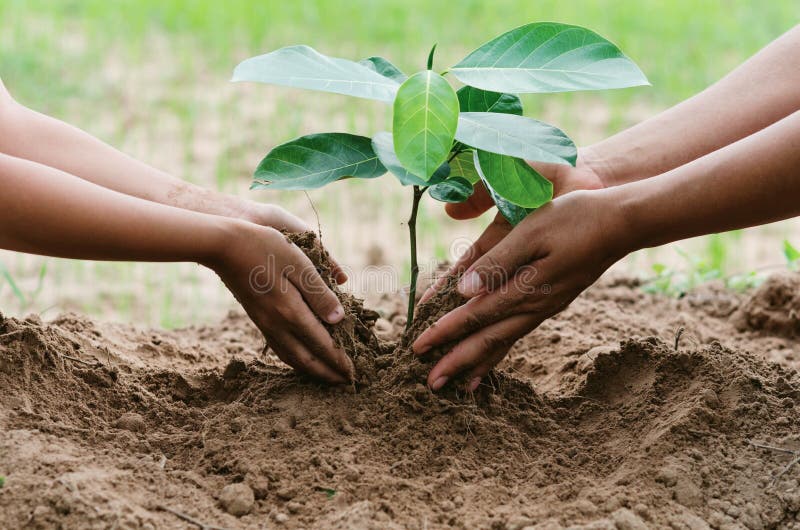 People hand helping plant the tree working together in farm concept save world royalty free stock photos