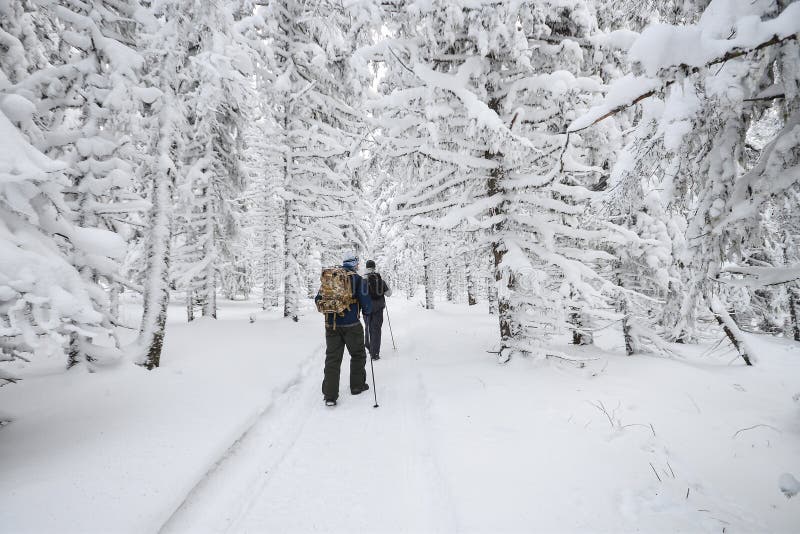 People Hiking in Mountain Winter Forest Covered by Snow Stock Image