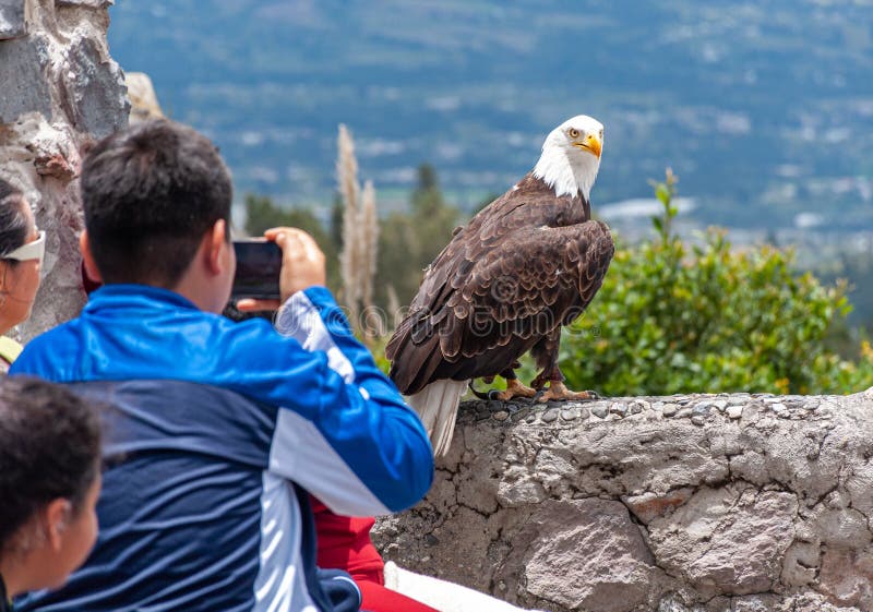 People observing a bald eagle stock image People observing a bald eagle stock image