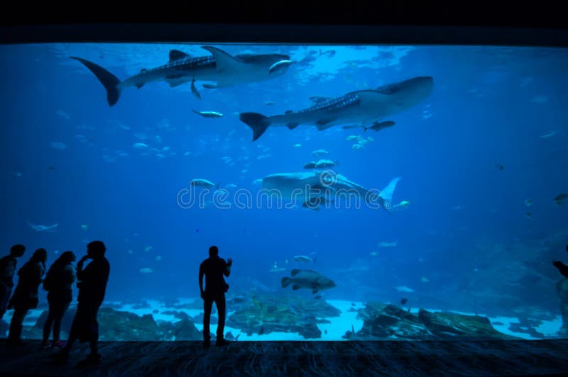 People observing fish at the aquarium 2