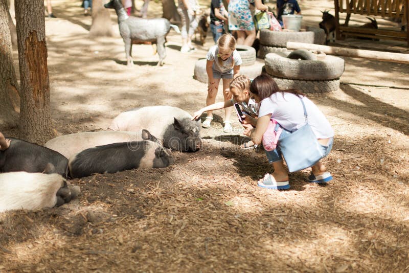People photograph big pig animals in a contact zoo on a mobile phone Feldman Eco Park Kharkov Ukraine 2018 royalty free stock photos People photograph big pig animals in a contact zoo on a mobile phone Feldman Eco Park Kharkov Ukraine 2018 royalty free stock photos