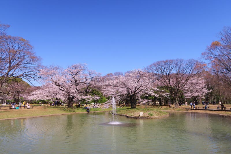 People are Picnicking Under Cherry Blossoms in the Yoyogi Park ...