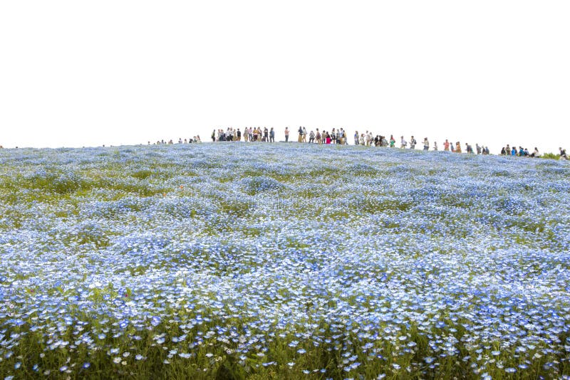 Lui cantava Sono piedi sul da collina da piccolo fiori fioritura costa giardino Giappone.