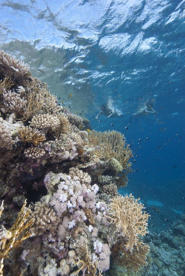 People and tropical reef