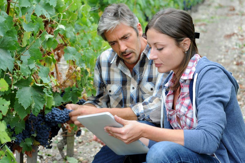 People working in vineyard