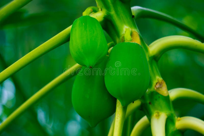 Pepe ou carica papaia L Imagem limpa e verde da papaia HD imagens de stock royalty free Pepe ou carica papaia L Imagem limpa e verde da papaia HD imagens de stock royalty free