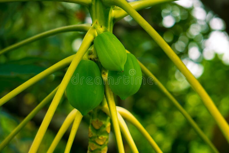 Pepe ou carica papaia L Planta limpa e verde da papaia no jardim imagem de stock Pepe ou carica papaia L Planta limpa e verde da papaia no jardim imagem de stock