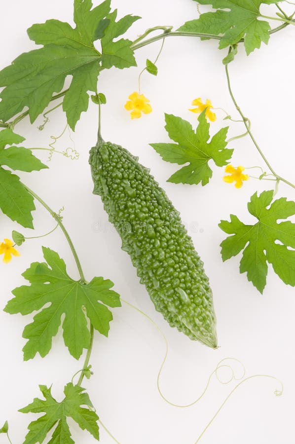 Pepene amar royalty free stock photo