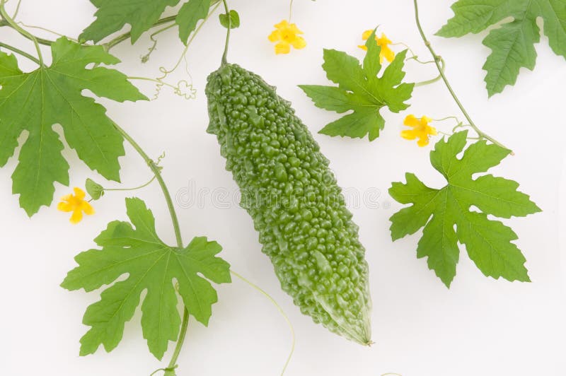 Pepene amar royalty free stock photo