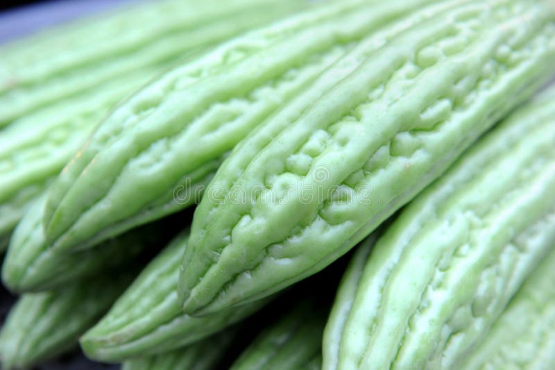 Pepene amar royalty free stock image
