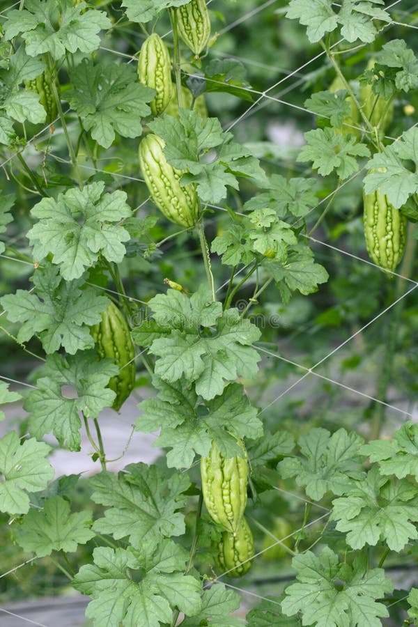 Pepene amar royalty free stock photography