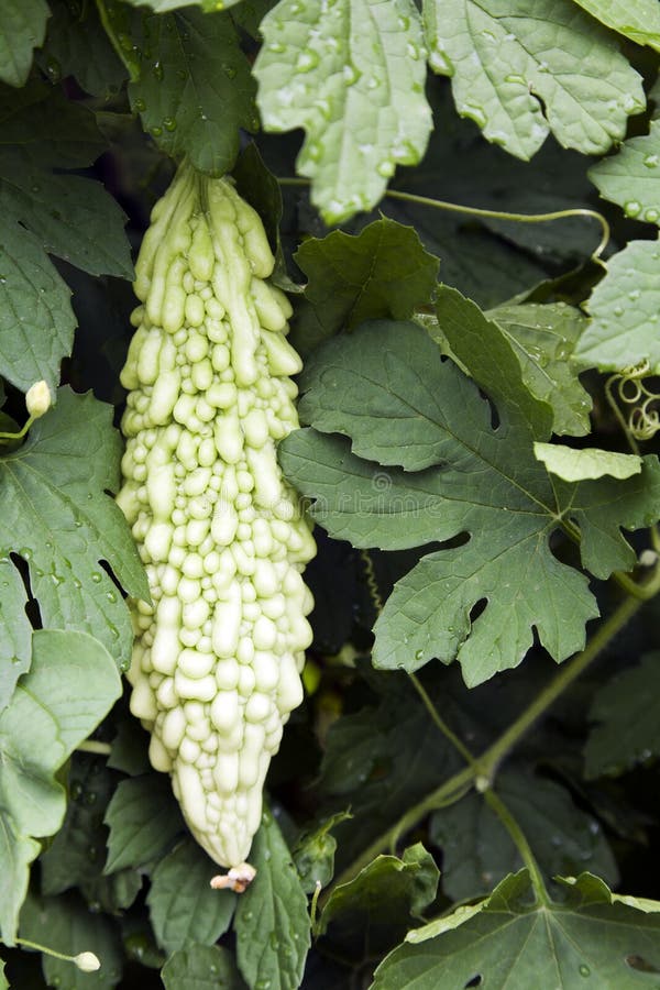 Pepene amar pe viță de vie stock image