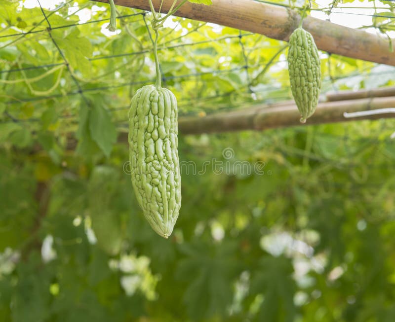 Pepene amar royalty free stock photo