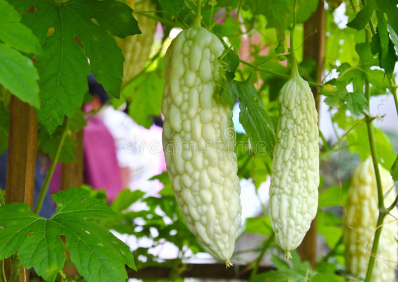 Pepene amar în exploatație stock images