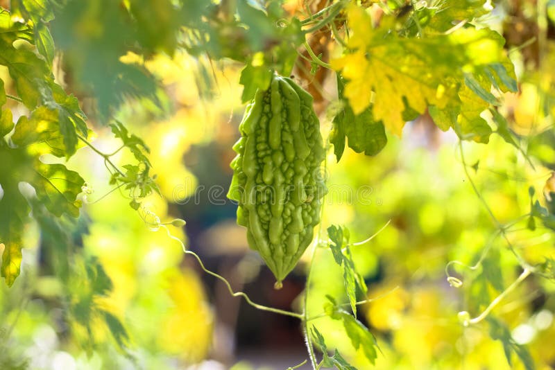 Pepene amărui stock images