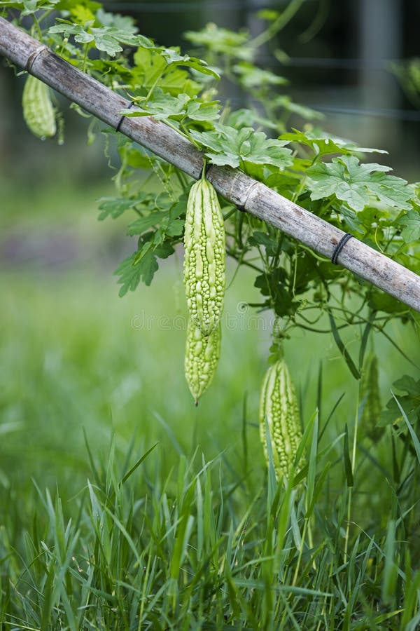 Pepene amărui stock photography