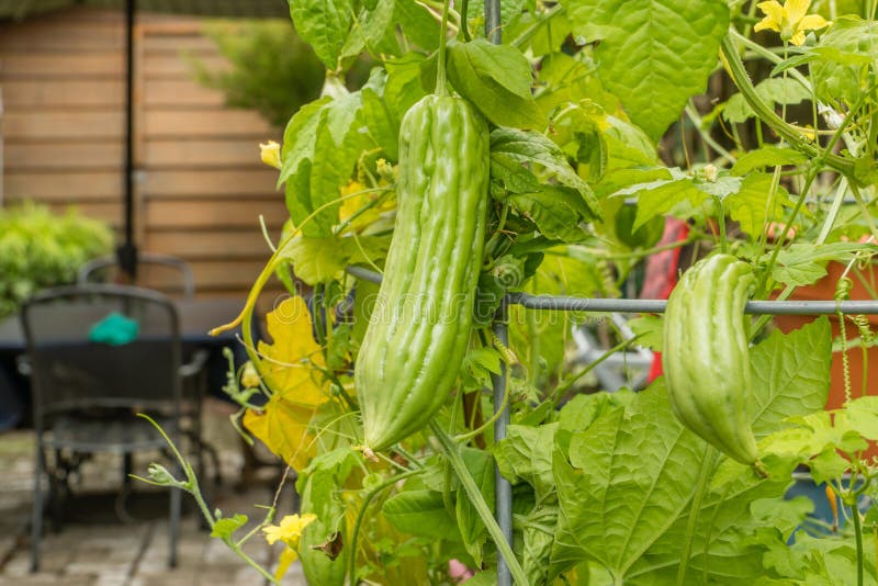 Pepene amărui stock images