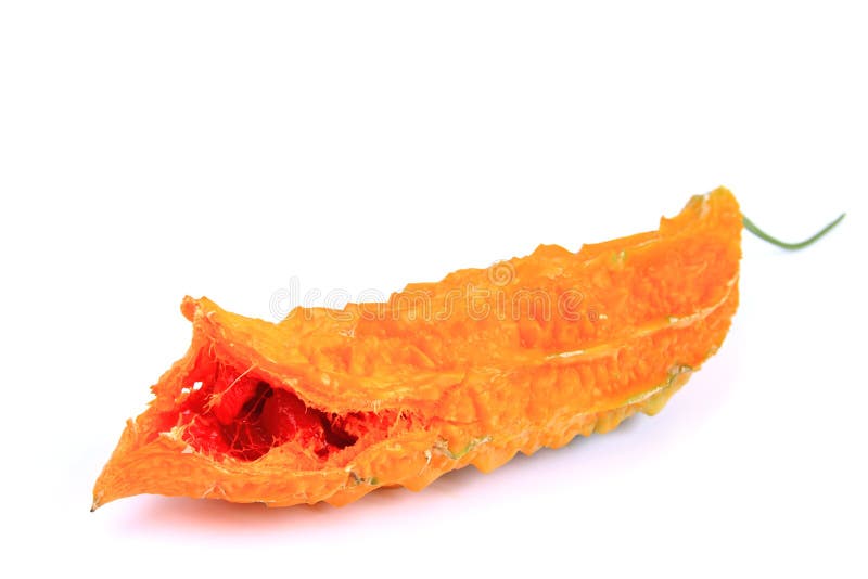 Pepene amărui royalty free stock images