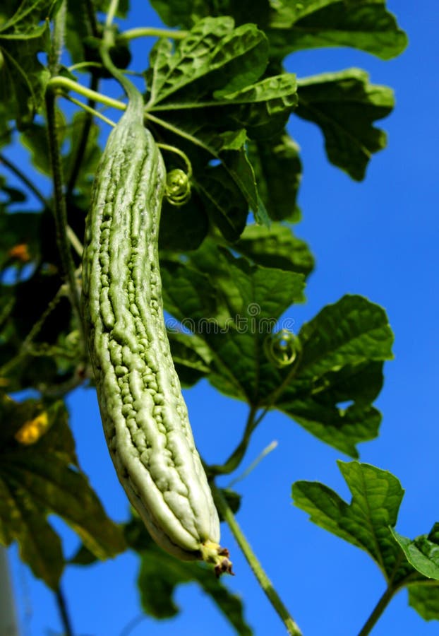 Pepene amărui stock image