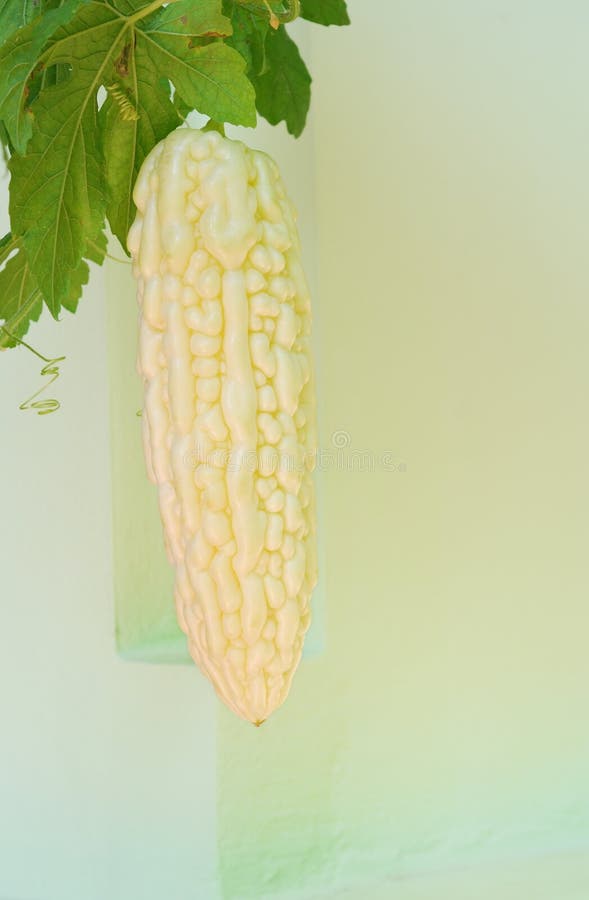 Pepene amărui proaspăt stock photography