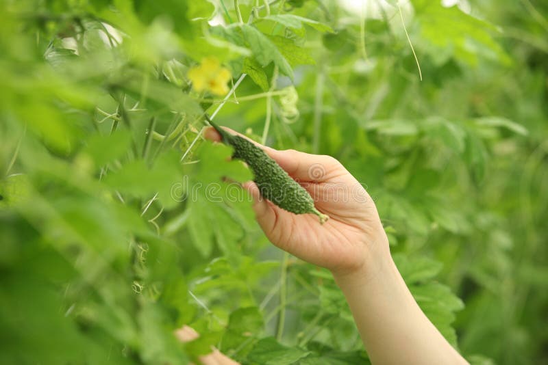 Pepene amărui stock image