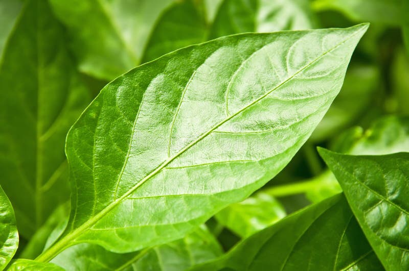 Paprikabladen stock afbeeldingen