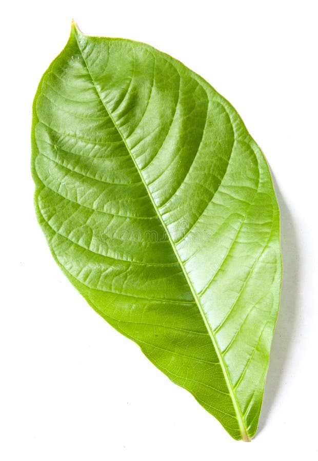 Peperbladeren stock foto's