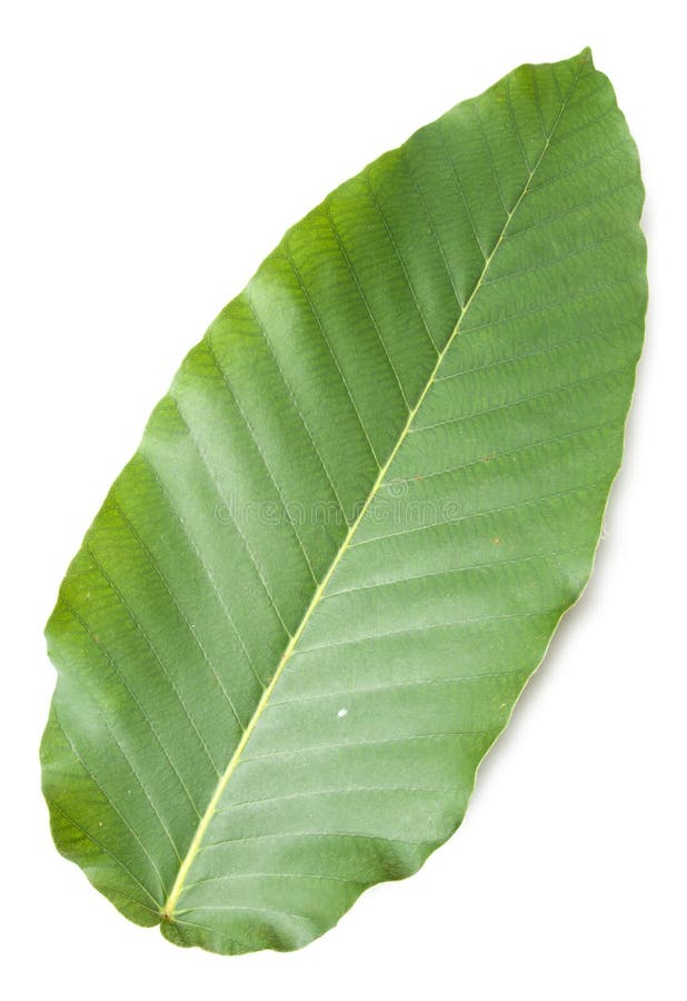 Peperbladeren royalty-vrije stock foto