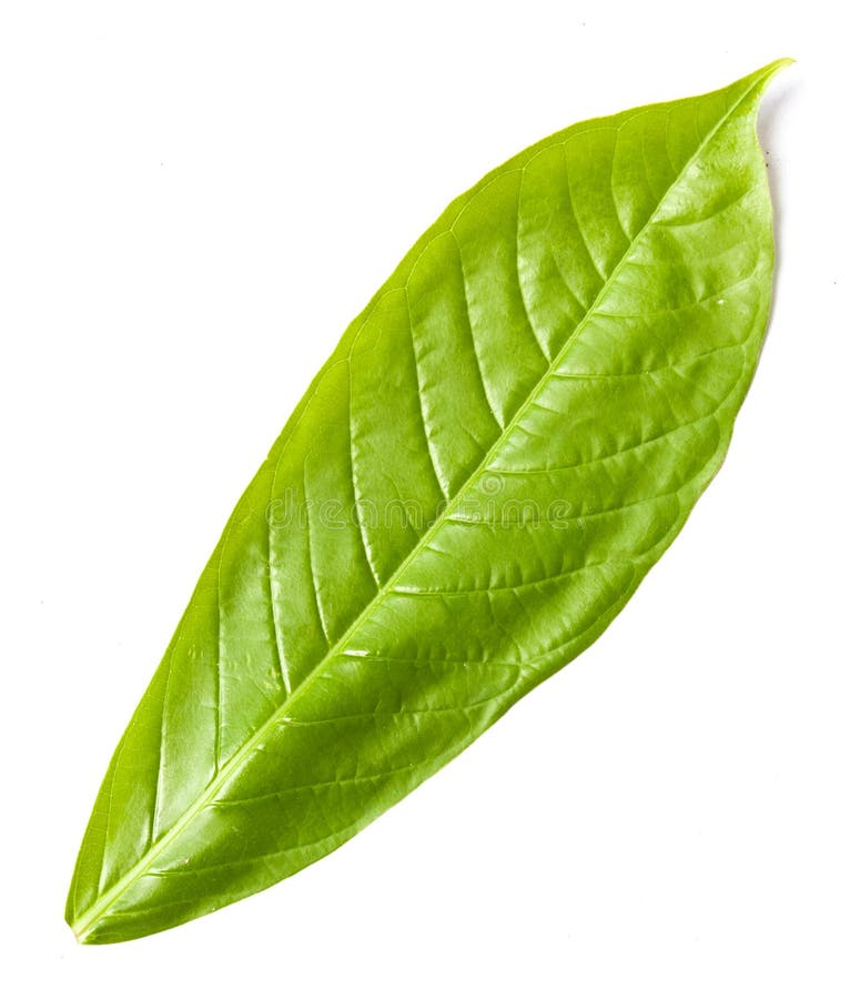Peperbladeren royalty-vrije stock afbeelding