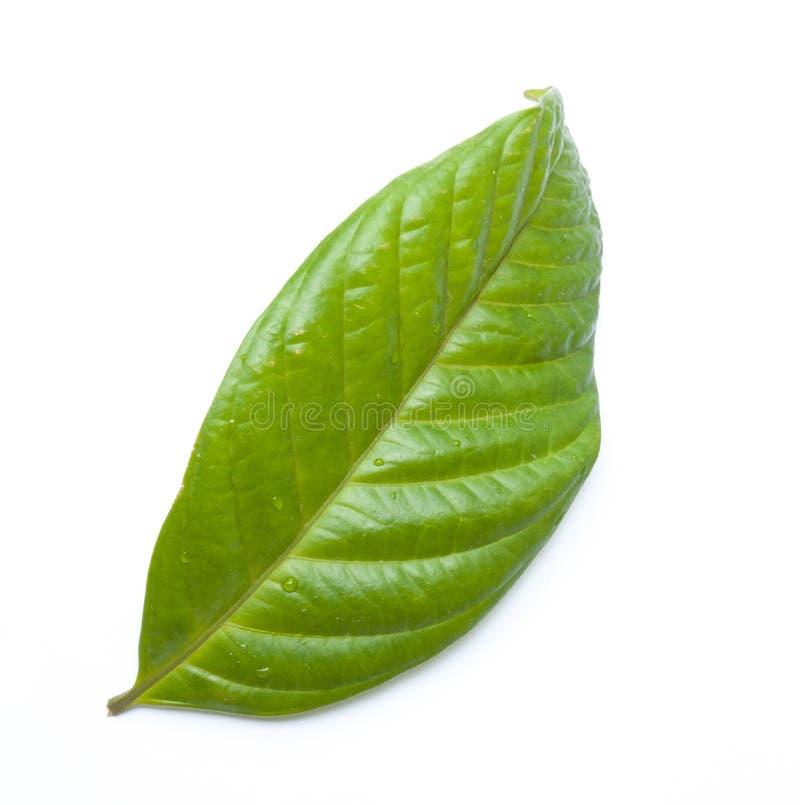 Peperbladeren stock fotografie