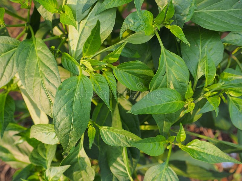 Paprikabladen royalty-vrije stock afbeelding