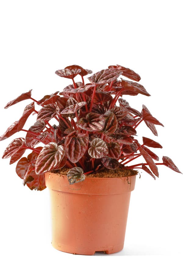 Peperomia foto de stock royalty free
