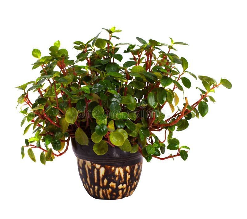 Peperomia em vaso. Isolada sobre fundo branco fotografia de stock royalty free