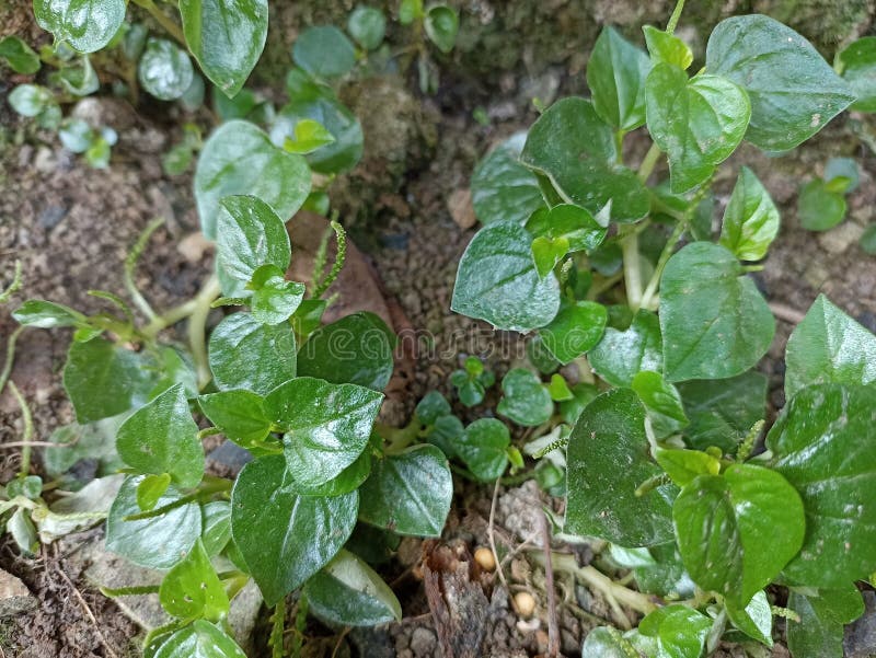 Peperomia Pellucida Crab Claw Herb Stock Photos Free & RoyaltyFree