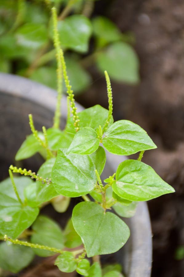 Peperomia pellucida plants stock image. Image of nature - 71832301