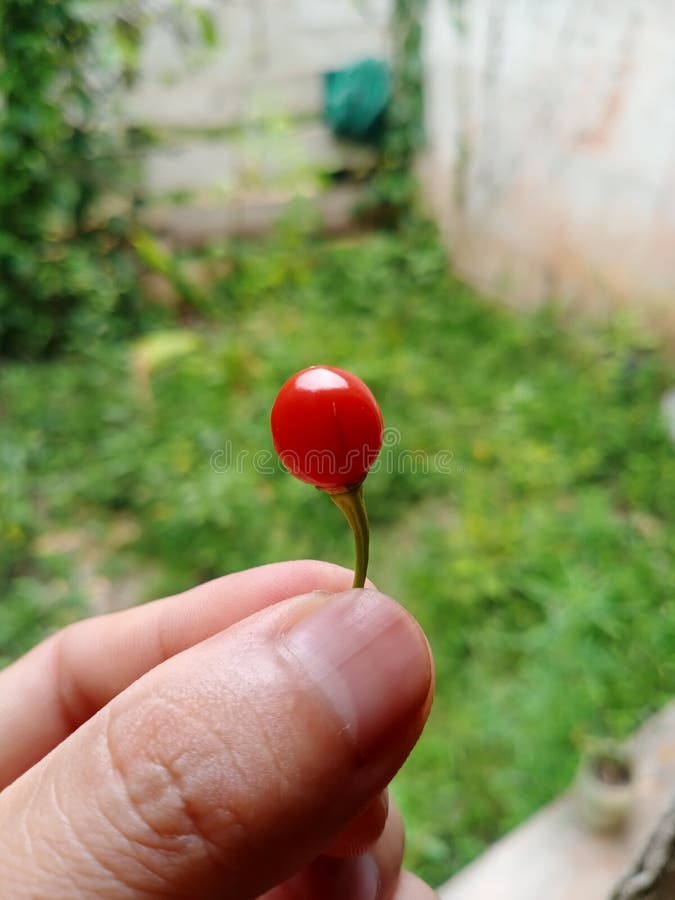 Peperoncino rosso rotondo unico nella mia mano fotografia stock