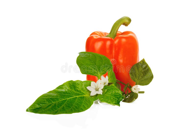 Peperone dolce rosso con le foglie verdi ed il fiore isolati immagine stock Peperone dolce rosso con le foglie verdi ed il fiore isolati immagine stock