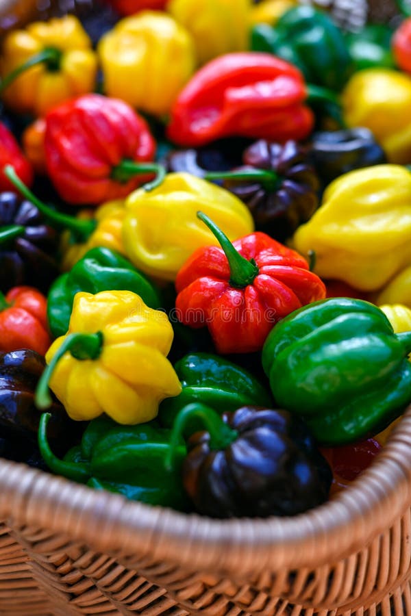 Peperoni di habanero multicolori spaccati in un cestello di vimini immagine stock libera da diritti