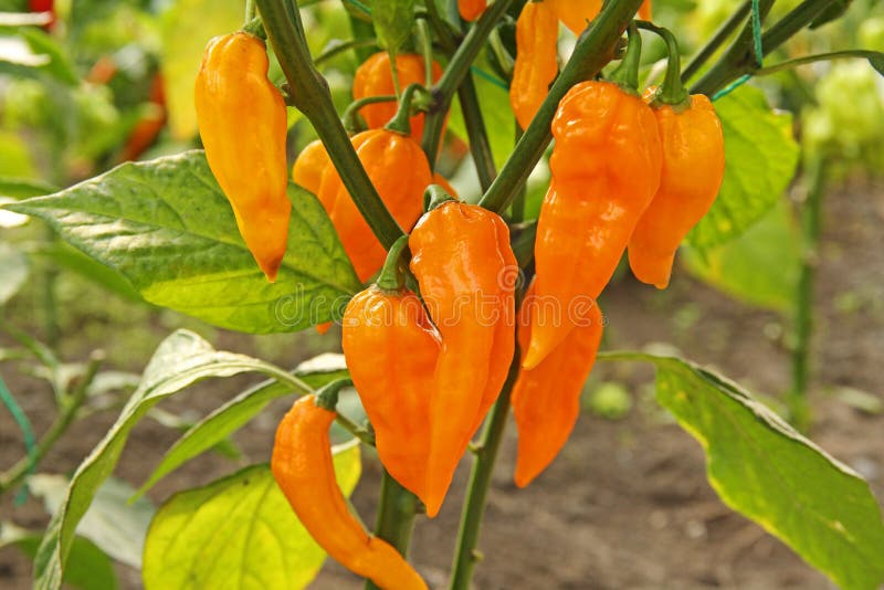 10 Semi Di Peperoncino Fatalii Yellow (+ Guida + Omaggio - Foto 5