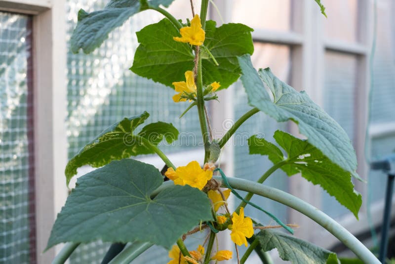 Small cucumber with flower and green leaf on greenhouse. Small cucumber with flower and green leaf on greenhouse.