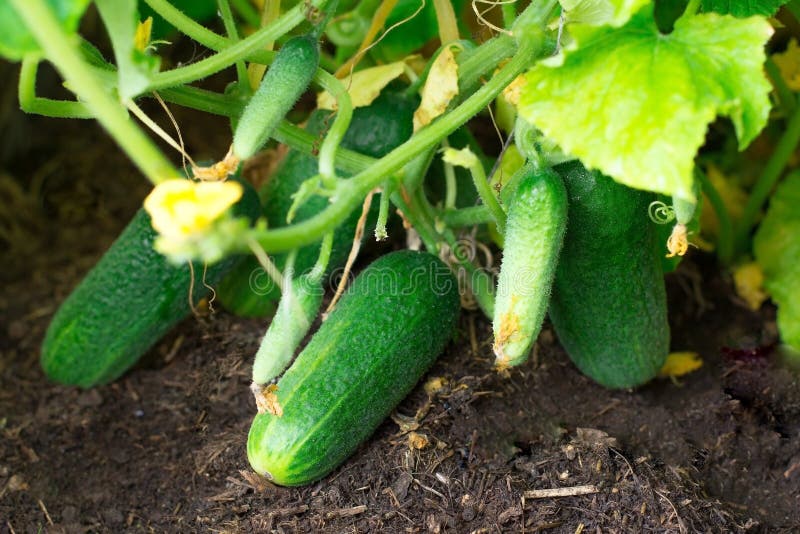 Pepino Cosecha muy buena de pepinos Cosecha de pepinos Verduras muy sabrosas imagenes de archivo Pepino Cosecha muy buena de pepinos Cosecha de pepinos Verduras muy sabrosas imagenes de archivo