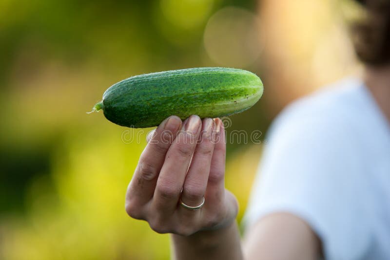 Newly harvested cucumber in farmer's hand. Newly harvested cucumber in farmer's hand