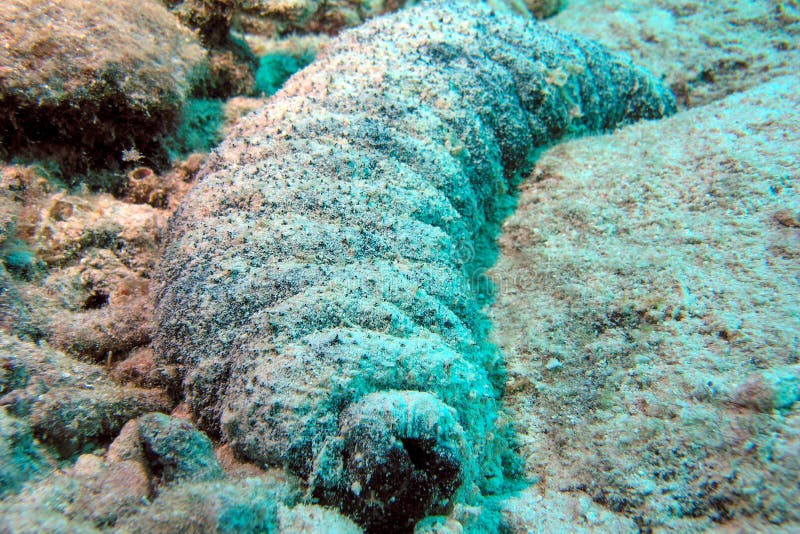 Mature sea cucumber on the sea floor feeding. High quality photo. Mature sea cucumber on the sea floor feeding. High quality photo