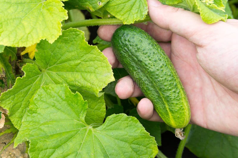 Newly harvested green cucumber in farmer`s hand. Newly harvested green cucumber in farmer`s hand