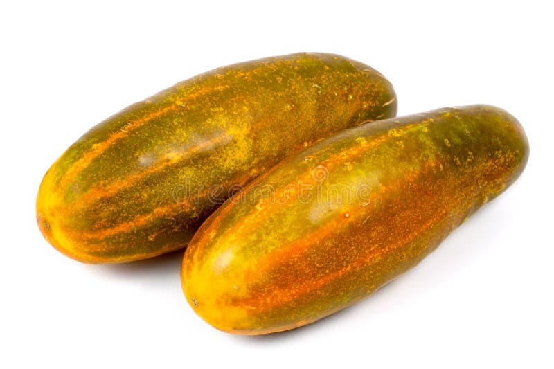 Yellow seed cucumbers on a white background. Two large old cucumbers. Yellow seed cucumbers on a white background. Two large old cucumbers.